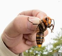 Bienenstich zur Penisvergrößerung