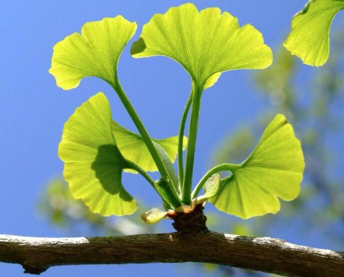 Ginkgo biloba zur Penisvergrößerung