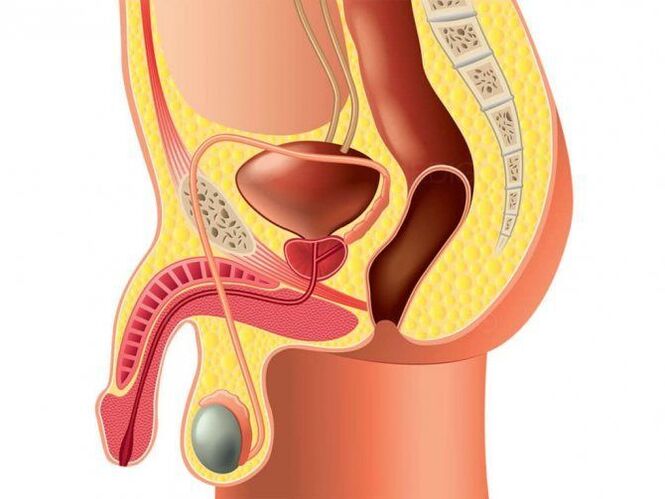 Struktur des Genitalorgans